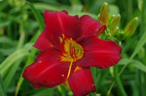 Hemerocallis 'Chicago Apache' - Daylily