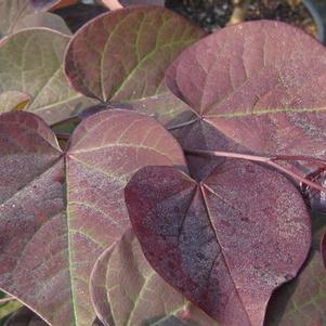 Cercis canadensis Burgundy Hearts®