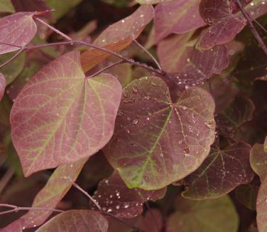 Cercis canadensis 'Forest Pansy' - Eastern Redbud