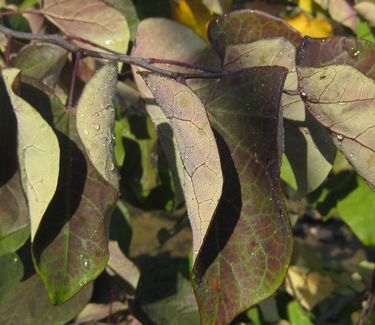 Cercis canadensis 'Forest Pansy' - Eastern Redbud