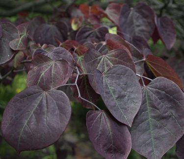 Cercis canadensis 'Forest Pansy' - Eastern Redbud