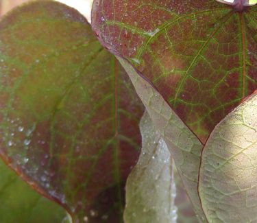 Cercis canadensis 'Forest Pansy' - Eastern Redbud