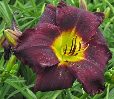 Hemerocallis Jungle Beauty - Daylily 