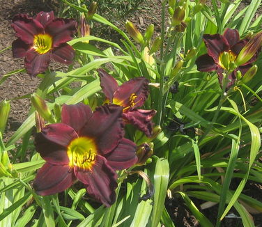 Hemerocallis Jungle Beauty 