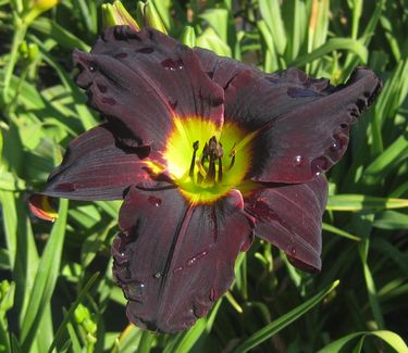 Hemerocallis 'Jungle Beauty'