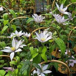 Clematis Samaritan Jo™