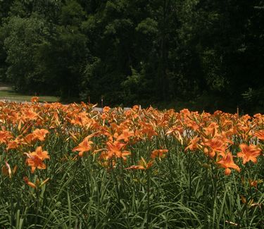 Hemerocallis 'Rocket City' - Daylily 