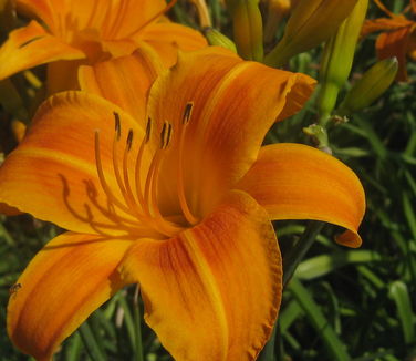 Hemerocallis Rocket City 