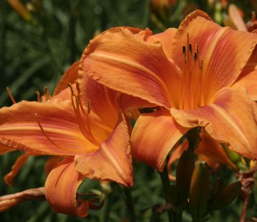 Hemerocallis 'Rocket City' - Daylily 