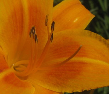 Hemerocallis Rocket City 