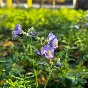 Polemonium yezoense Purple Rain