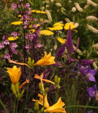 Hemerocallis Stella D'Oro 