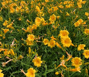 Hemerocallis 'Stella D'Oro' - Daylily from Pleasant Run Nursery