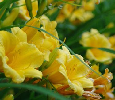 Hemerocallis 'Stella D'Oro' - Daylily