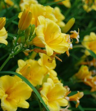 Hemerocallis 'Stella D'Oro' - Daylily