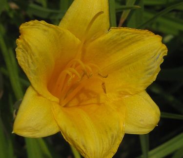 Hemerocallis 'Stella D'Oro'