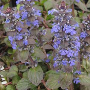 Ajuga reptans Catlin's Giant