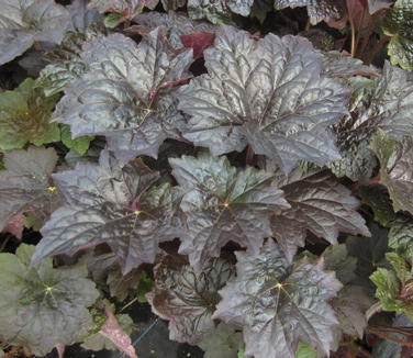 Heuchera micrantha Palace Purple