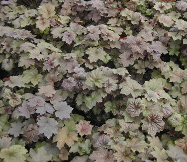 Heuchera micrantha Palace Purple