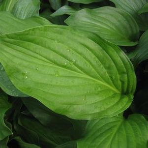 Hosta Royal Standard