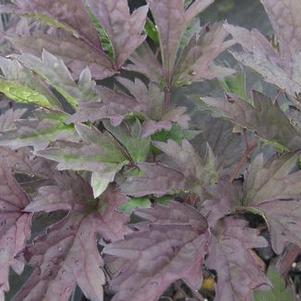 Actaea simplex Hillside Black Beauty