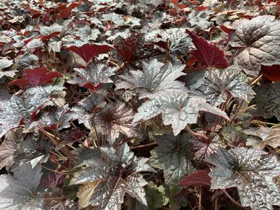 Heuchera micrantha 'Palace Purple'