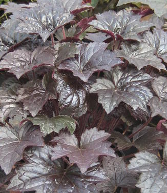 Heuchera micrantha Palace Purple