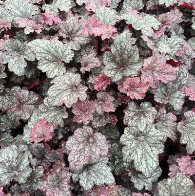 Heuchera x Plum Pudding