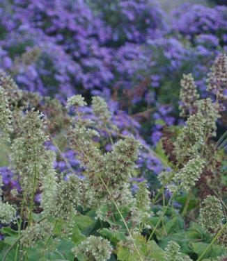 Heuchera vil. var. macro. Autumn Bride @ Scott Arb