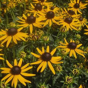 Rudbeckia fulgida var. sullivantii Little Goldstar