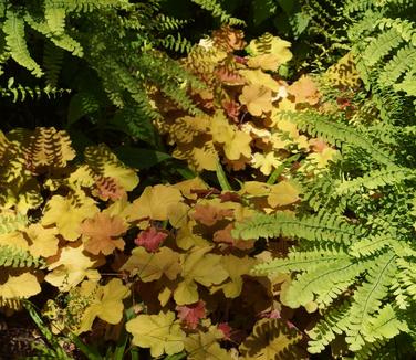 Heuchera villosa Caramel (@ NYBG)