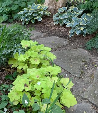 Heuchera villosa 'Citronelle' - Coral Bells - Alum Root from Pleasant Run Nursery