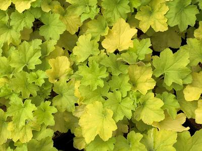 Heuchera villosa 'Citronelle' - Coral Bells - Alum Root from Pleasant Run Nursery