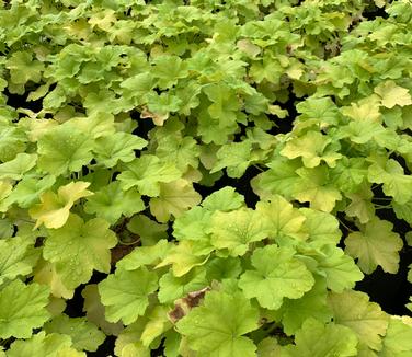 Heuchera villosa 'Citronelle' - Coral Bells - Alum Root from Pleasant Run Nursery