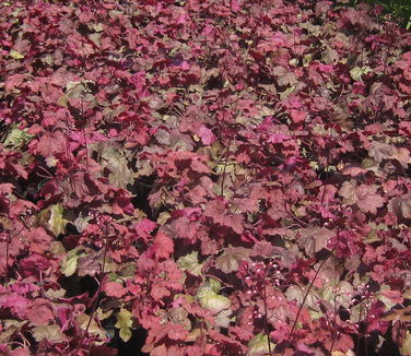 Heuchera x 'Georgia Peach'