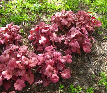 Heuchera x Georgia Peach (@ Mt Cuba Ctr)