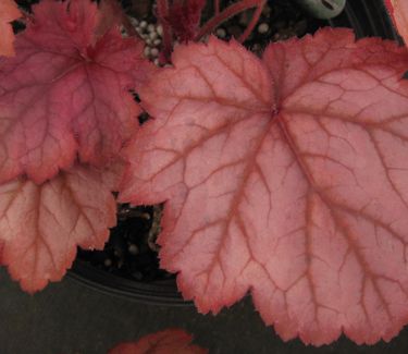 Heuchera x 'Georgia Peach'