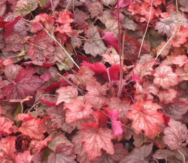 Heuchera x Georgia Peach - Coral Bells - Alum Root 