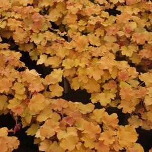 Heuchera villosa Caramel