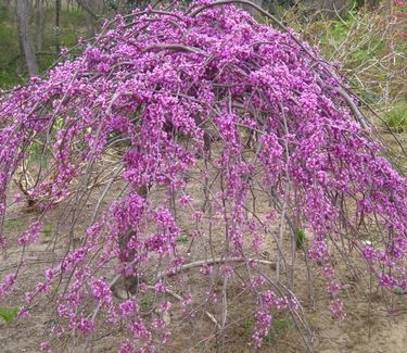 Cercis canadensis Lavender Twist™ 