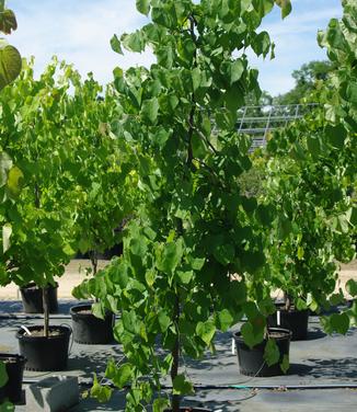 Cercis canadensis Lavender Twist