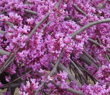 Cercis canadensis Lavender Twist™ 