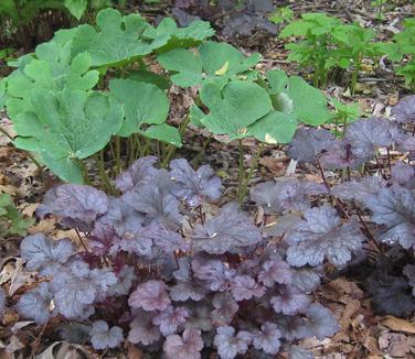 Heuchera x Plum Pudding @ Mt Cuba