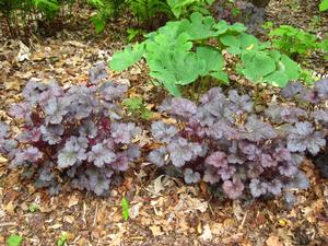 Heuchera x Plum Pudding @ Mt Cuba