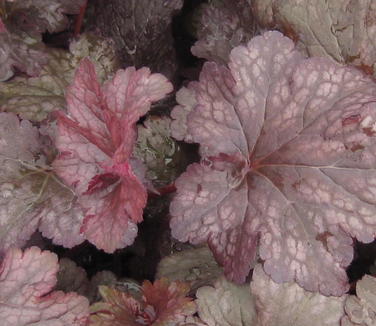 Heuchera x Plum Pudding 