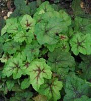 xHeucherella 'Stoplight'