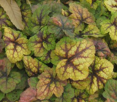 xHeucherella 'Stoplight'(Fall color)