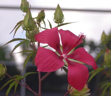 Hibiscus coccineus