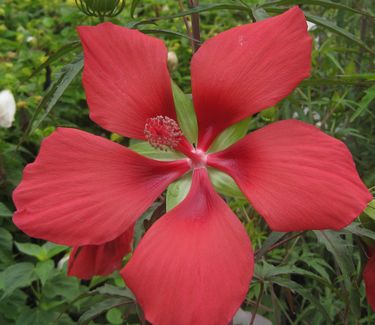 Hibiscus coccineus - Swamp Hibiscus