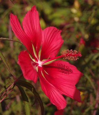 Hibiscus coccineus